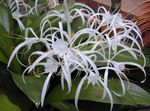 Photo Spider Lily Herbaceous Plant description