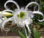 Photo Spider Lily, Ismene, Sea Daffodil Herbaceous Plant description