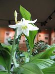 Photo Amazon Lily Herbaceous Plant description
