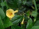 Photo Magic Flower, Nut Orchid Hanging Plant description