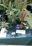 Photo Billbergia Herbaceous Plant description