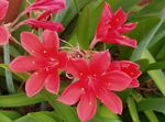 pink Indoor Flowers Vallota herbaceous plant, Vallota (Cyrtanthus) Photo