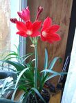 червоний Кімнатні Квіти Валлота трав'яниста, Vallota (Cyrtanthus) Фото