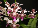 Photo Vanda Herbaceous Plant description
