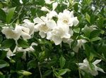 balts Iekštelpu ziedi Cape Jasmīns krūms, Gardenia Foto