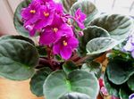 pink Indendørs Blomster African Violet urteagtige plante, Saintpaulia Foto