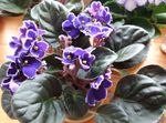 Photo African violet Herbaceous Plant description