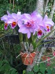 Photo Dendrobium Orchid Herbaceous Plant description