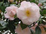 Photo Camellia Tree description