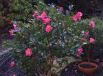қызғылт үй гүлдері Camellia ағаш Фото