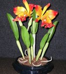 orange des fleurs en pot Orchidée Cattleya herbeux Photo