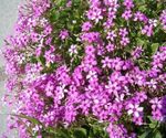 pink Indendørs Blomster Oxalis urteagtige plante Foto