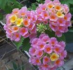 rose des fleurs en pot Lantana des arbustes Photo