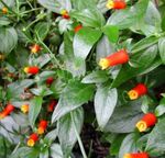 kırmızı Kapalı çiçek Şeker Mısır Asma, Kestane Fişeği Bitki tropik sarmaşık, Manettia fotoğraf