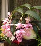 ピンク 室内の花 派手ノボタン 低木, Medinilla フォト