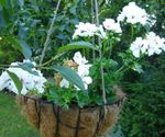 blanc des fleurs en pot Géranium herbeux, Pelargonium Photo