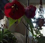 vineux des fleurs en pot Floraison Érable, Pleurs, Lanterne Chinoise des arbres, Abutilon Photo