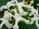 blanc des fleurs en pot Tabernaemontana, Banane Brousse des arbustes Photo