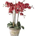 Photo Phalaenopsis Herbaceous Plant description