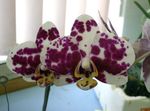 weinig Topfblumen Phalaenopsis grasig Foto