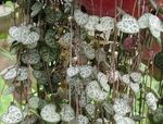 Photo Rosary Vine, String of Hearts Hanging Plant description