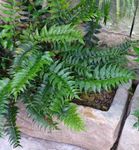 Photo Holly fern Herbaceous Plant description