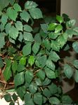 scuro-verde Le piante domestiche Edera Uva, Foglie Di Quercia Edera, Cissus foto