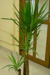 green Indoor Plants Yucca, Adams Needle tree Photo