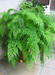 clair-vert des plantes en pot Adiante, Adiantum Photo