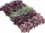 rengârenk Puantiyeli Bitki, Hypoestes phyllostachya fotoğraf