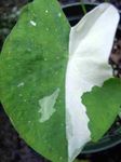 Photo Colocasia, Taro, Cocoyam, Dasheen Herbaceous Plant description