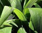 Photo Curculigo, Palm Grass Herbaceous Plant description