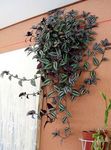 rengârenk Kapalı bitkiler Dolaşıp Yahudi, Zebrina fotoğraf