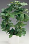 მწვანე შიდა მცენარეები Monkey თოკზე, კრიკინა, Rhoicissus სურათი
