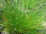 žalias Vidinis augalai Šviesolaidinis Žolė, Isolepis cernua, Scirpus cernuus Nuotrauka