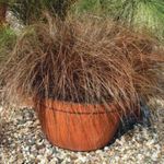 Photo Carex, Sedge Herbaceous Plant description
