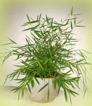 groen Kamerplanten Miniatuur Bamboe, Pogonatherum foto