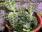 Photo Macodes Herbaceous Plant description