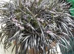 Photo Black Dragon, Lily-turf, Snake's beard Herbaceous Plant description