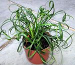 Photo Lily Turfs Herbaceous Plant description