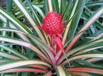 Photo Pineapple Herbaceous Plant description