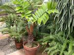 绿 室内植物 佛罗里达葛粉 树, Zamia 照