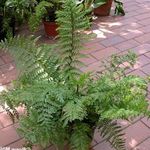 Photo Spleenwort Herbaceous Plant description