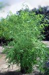 Photo Bamboo Herbaceous Plant description