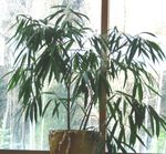 მწვანე შიდა მცენარეები ბამბუკის, Bambusa სურათი