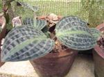 motley Geogenanthus, Seersucker Planta mynd