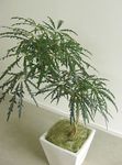 dark green Indoor Plants False Aralia tree, Dizygotheca elegantissima Photo