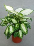 на петна Интериорни растения Гигант Тъпо Тръстика, Дифенбахия, Dieffenbachia снимка