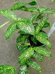 Photo Gold dust dracaena Herbaceous Plant description