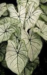 silvery Indoor Plants Caladium Photo